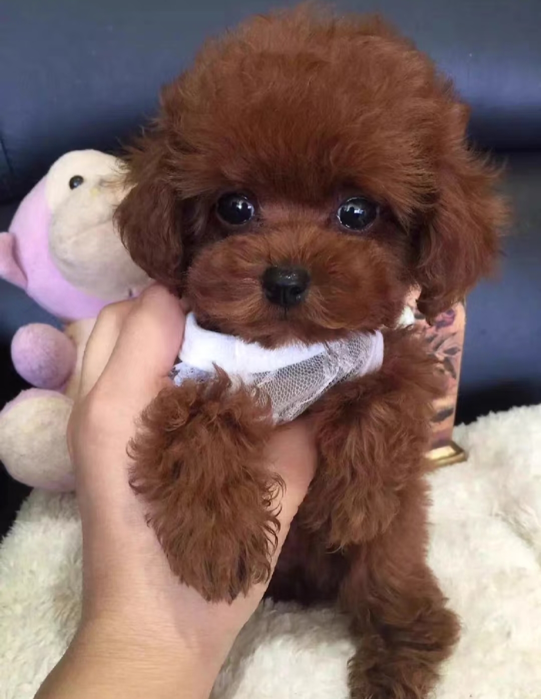 呆萌可爱粘人
